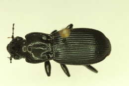 Image of Pterostichus (Hypherpes) crenicollis Le Conte 1873