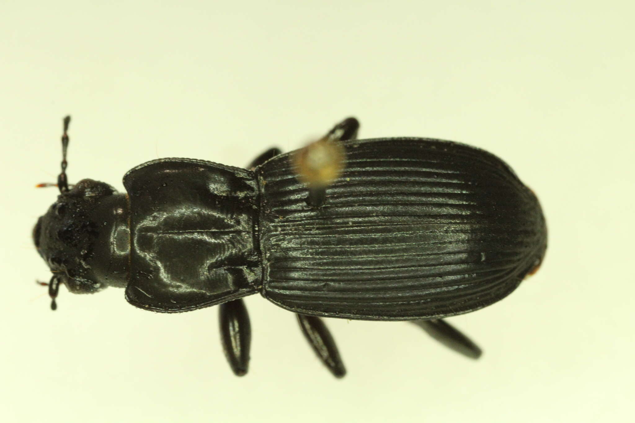 Imagem de Pterostichus (Hypherpes) crenicollis Le Conte 1873