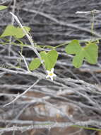 Image of Echinopepon minimus (S. Wats.) S. Wats.