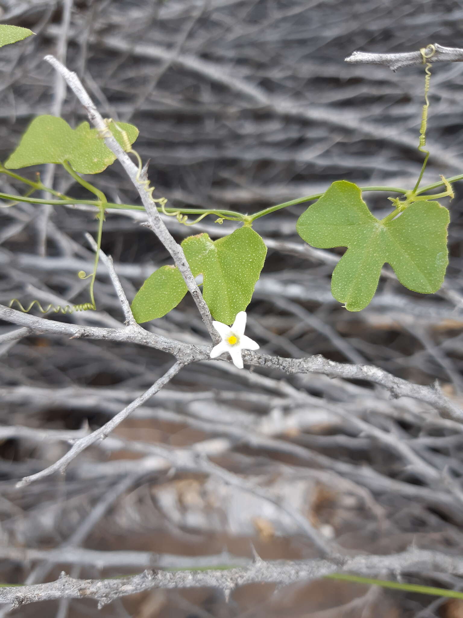 Image of Echinopepon minimus (S. Wats.) S. Wats.