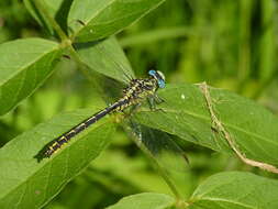 Image of Pronged Clubtail