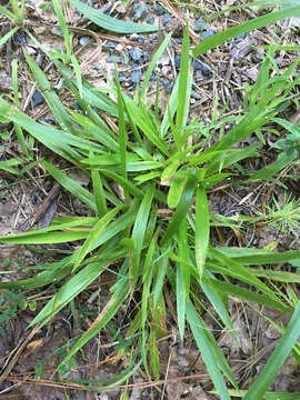 Imagem de Panicum laxiflorum Lam.