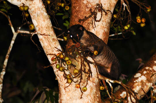 Image of Paradoxurus philippinensis