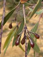 Слика од Eucalyptus sepulcralis F. Müll.