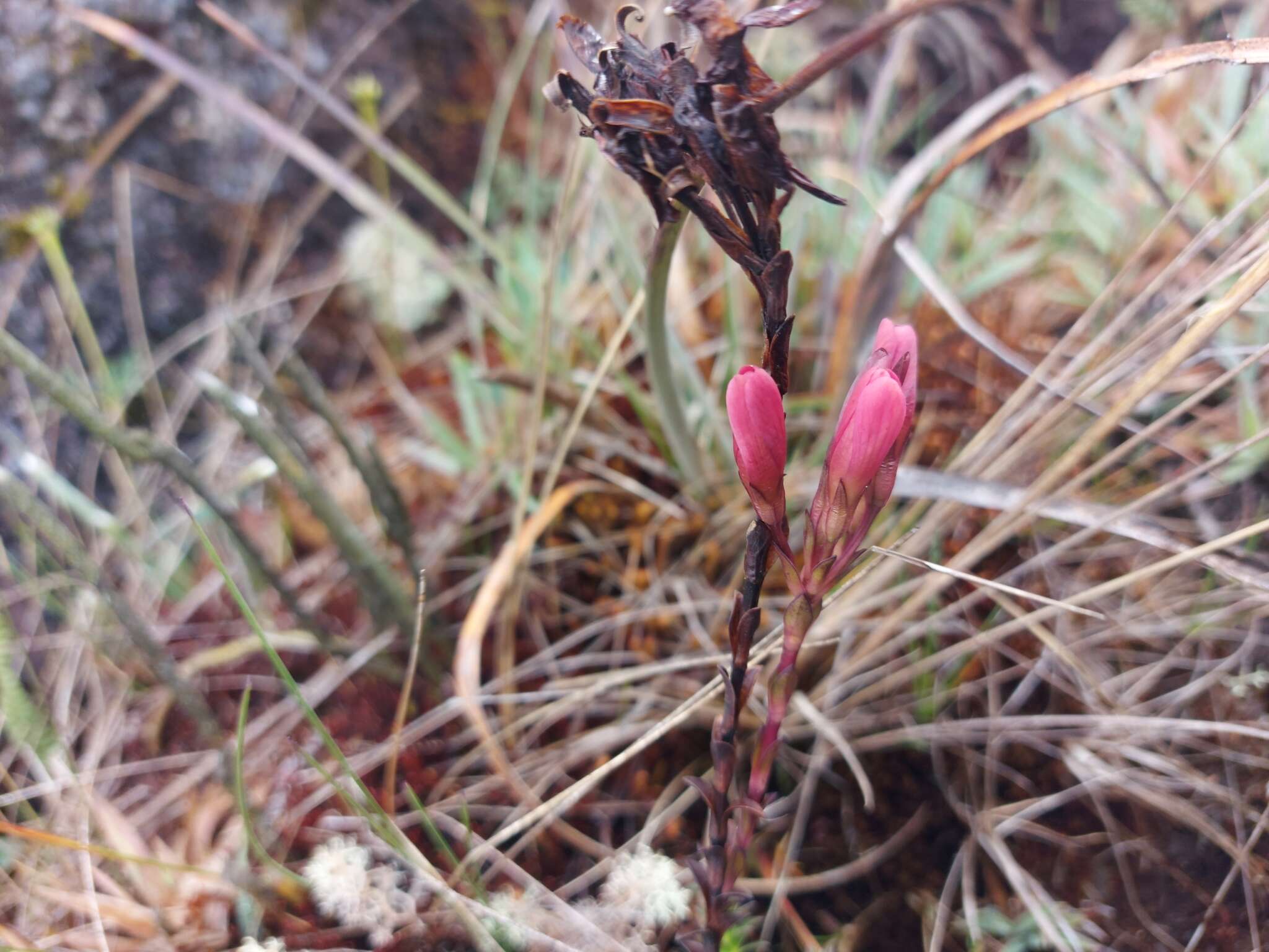 Image de Gentianella crassulifolia var. hypericoides (Gilg) T. N. Ho