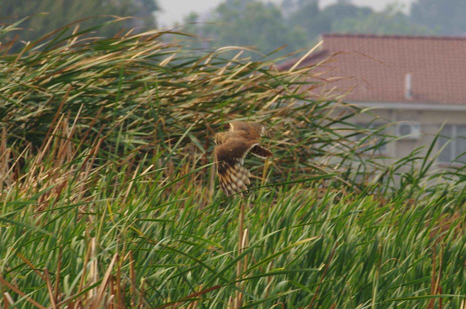 Image of Marsh Owl