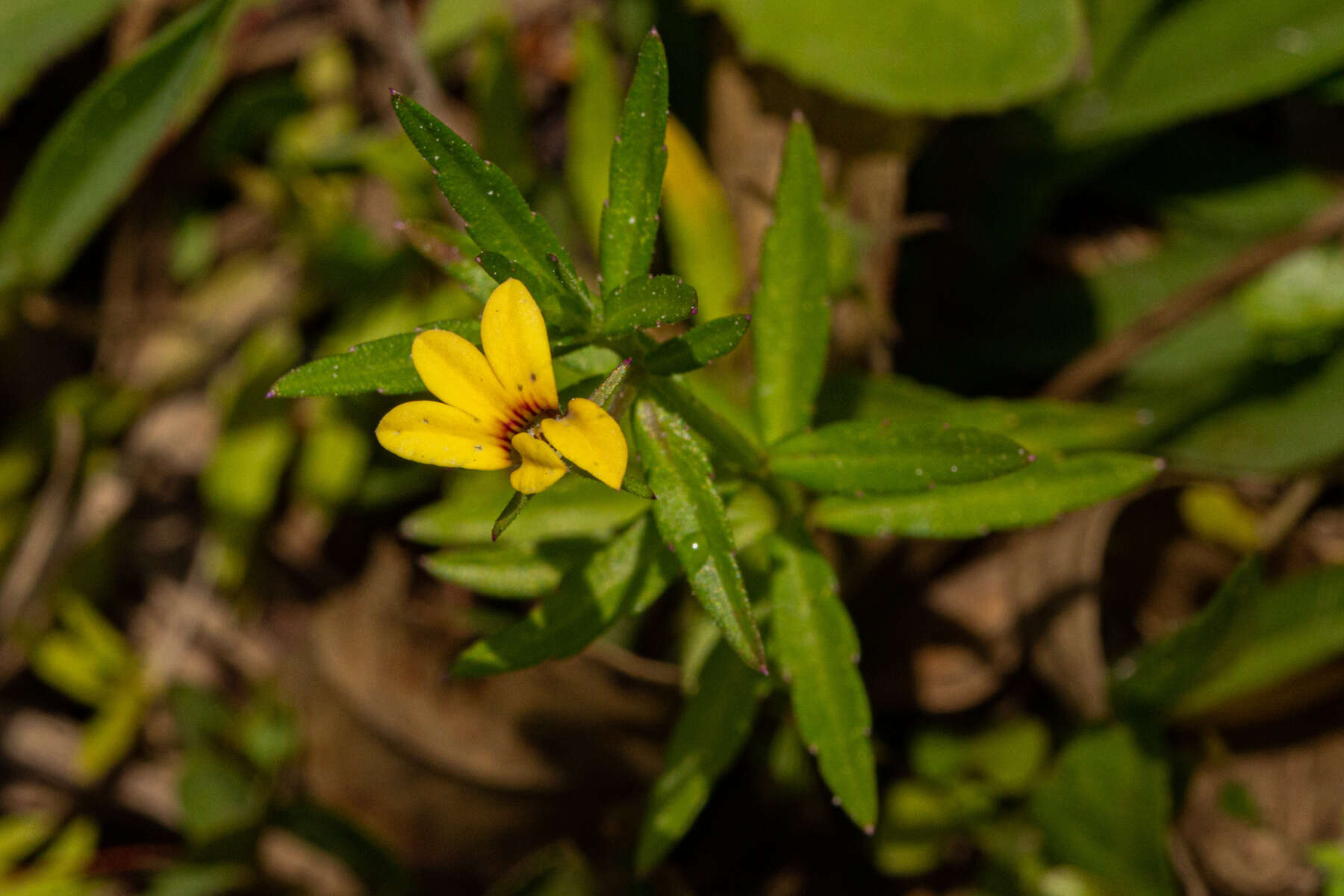 Sivun Monopsis stellarioides subsp. schimperana (Urb.) Thulin kuva