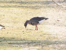 Image of Greenland White-fronted Goose