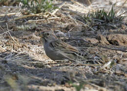 Peucaea carpalis Coues 1873的圖片