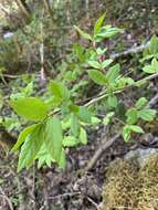 Image of western burning bush