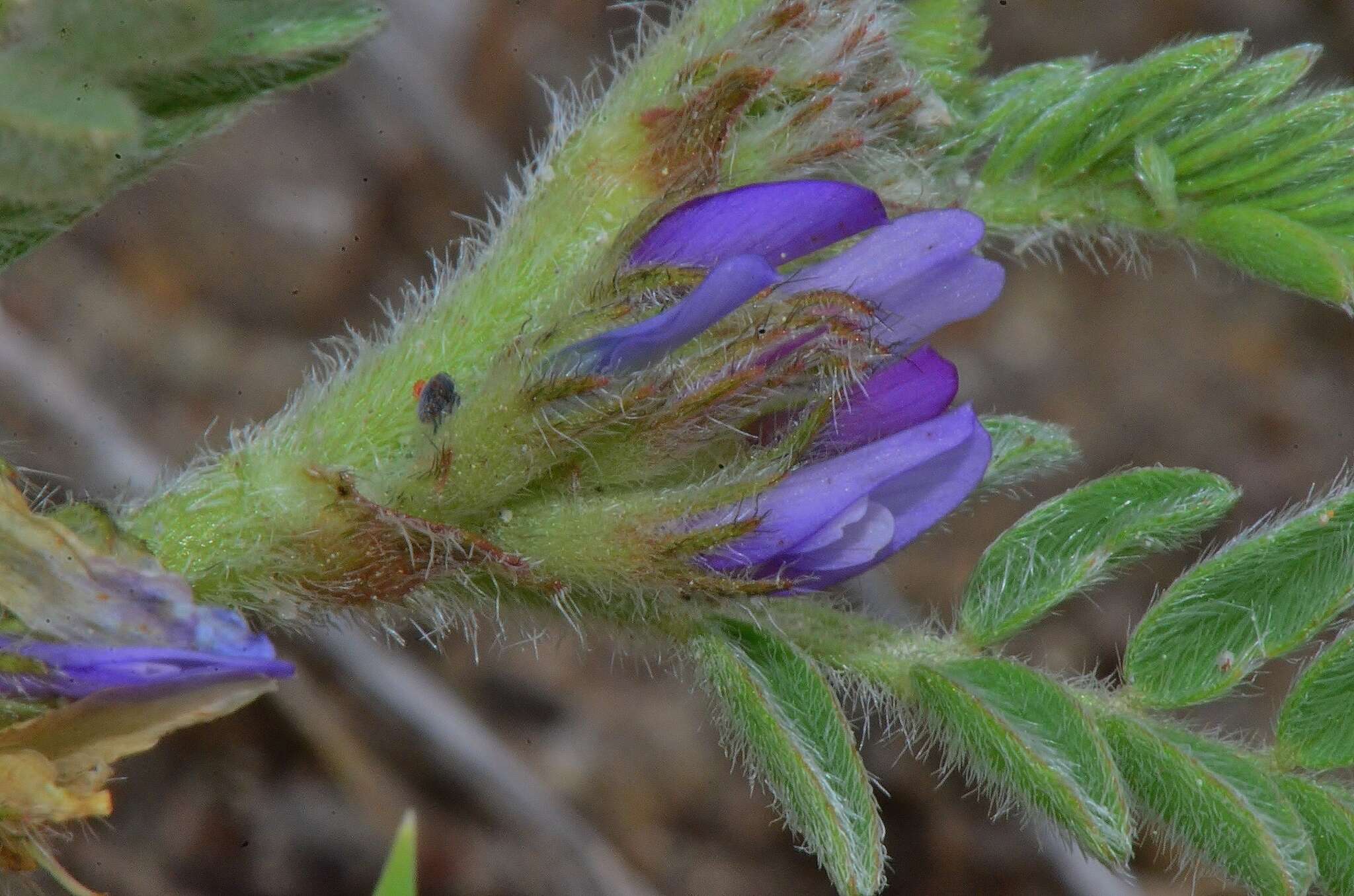 Imagem de Astragalus sesameus L.