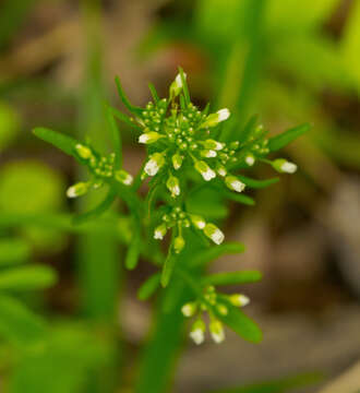 Image of Pennsylvania bittercress