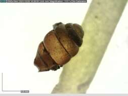 Image of Narrow Mouthed Whorl Snail