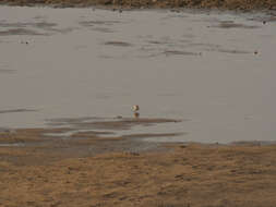 Image of White-fronted Plover