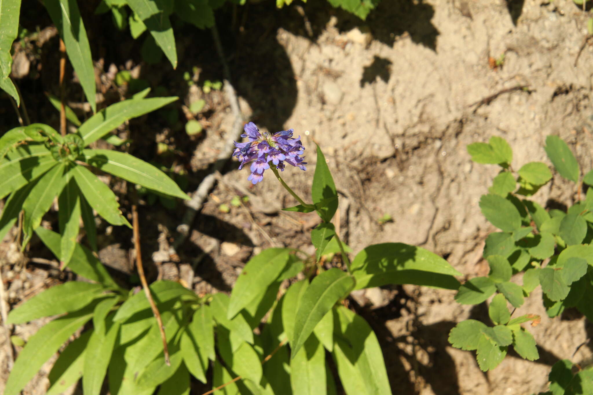 Image of Globe Beardtongue