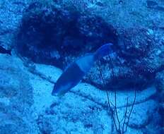 Image of Eclipse parrotfish