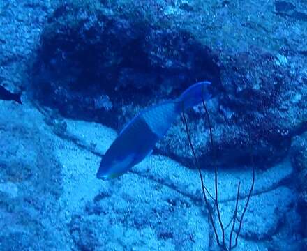 Image of Eclipse parrotfish