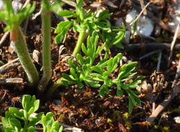 Image of Ranunculus millefoliatus Vahl