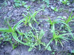 Imagem de Scirpus sylvaticus L.