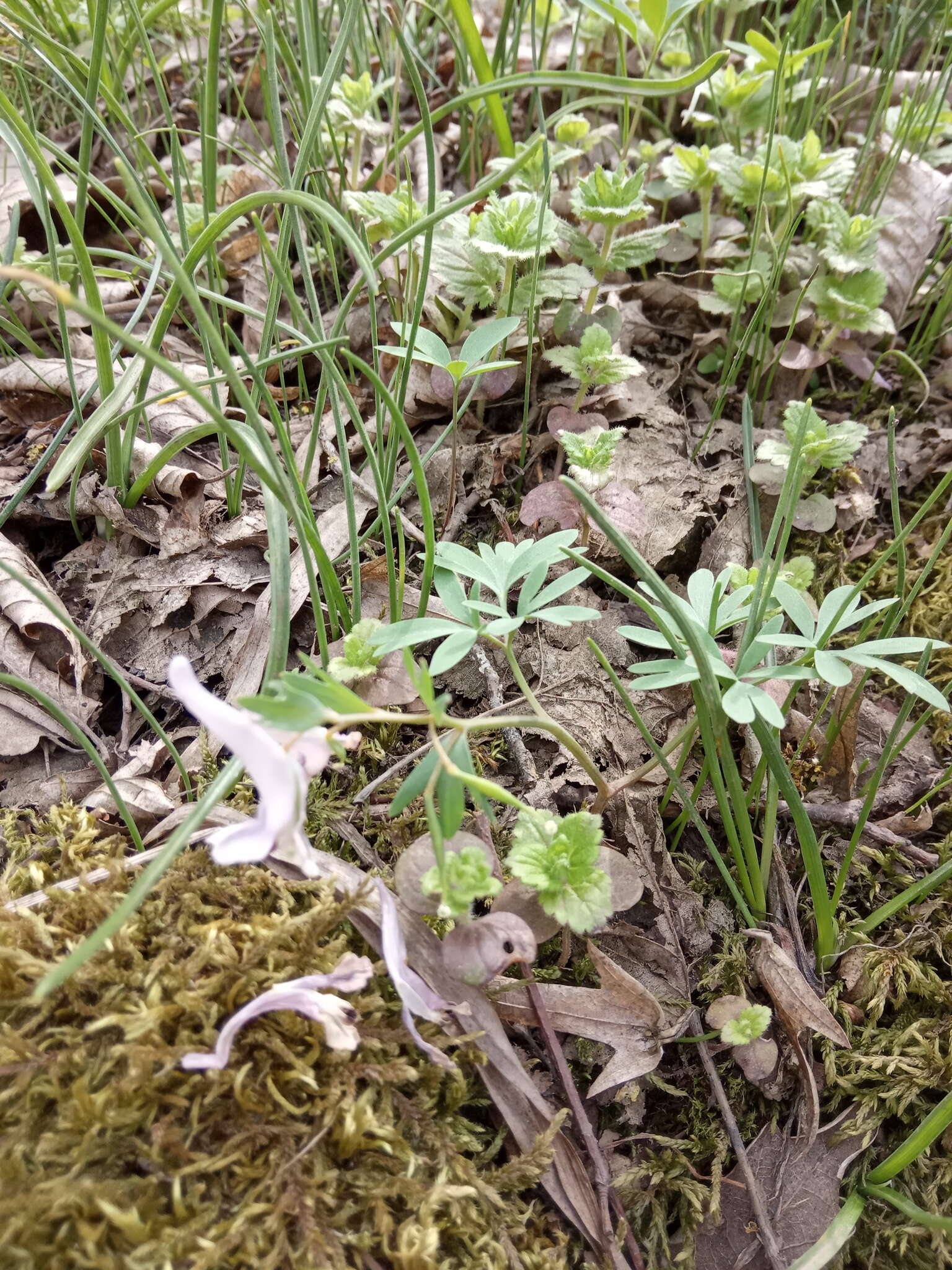 Image de Corydalis tarkiensis Prokh.