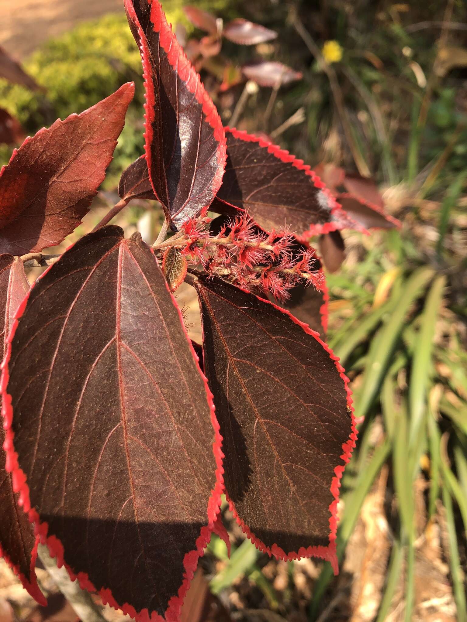 صورة Acalypha wilkesiana Müll. Arg.