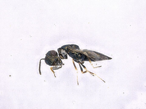 Image of <i>Pteromalus inclytus</i> Forster 1841