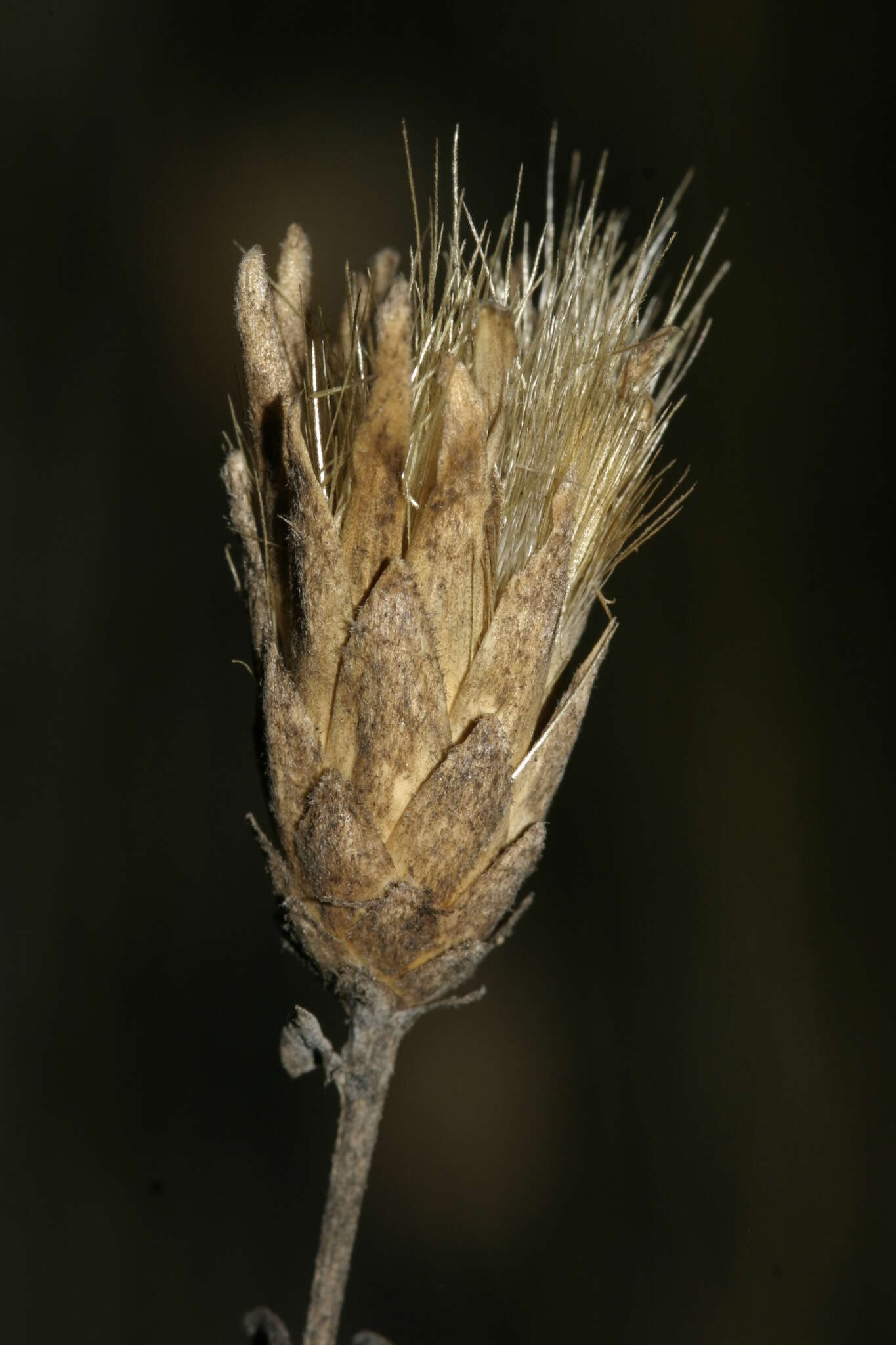 Image of Klasea cerinthifolia (Sm.) Greuter & Wagenitz