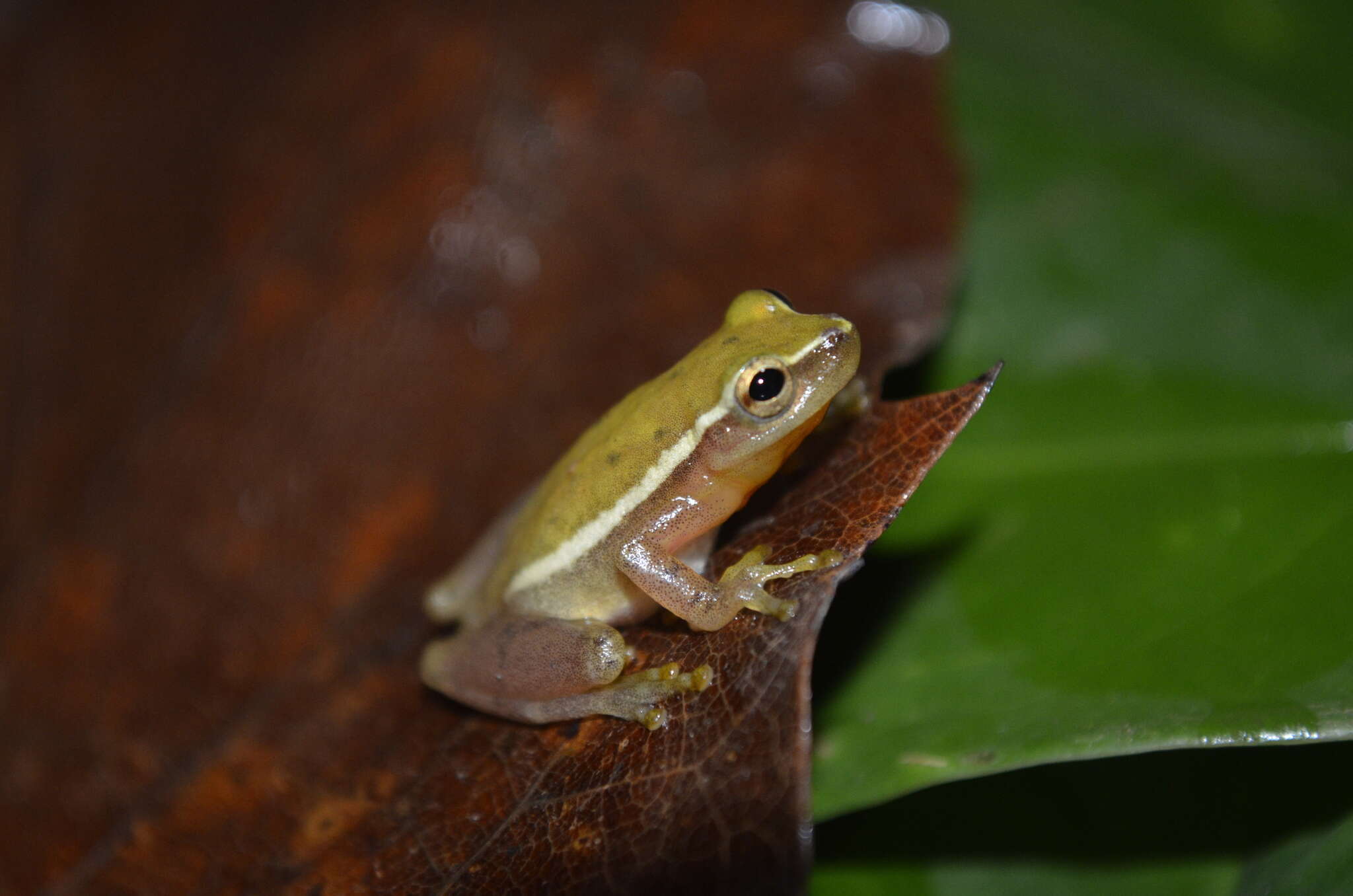 Image of Painted Treefrog