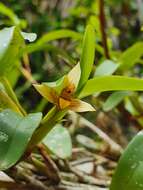 Image of Maxillaria estradae Dodson