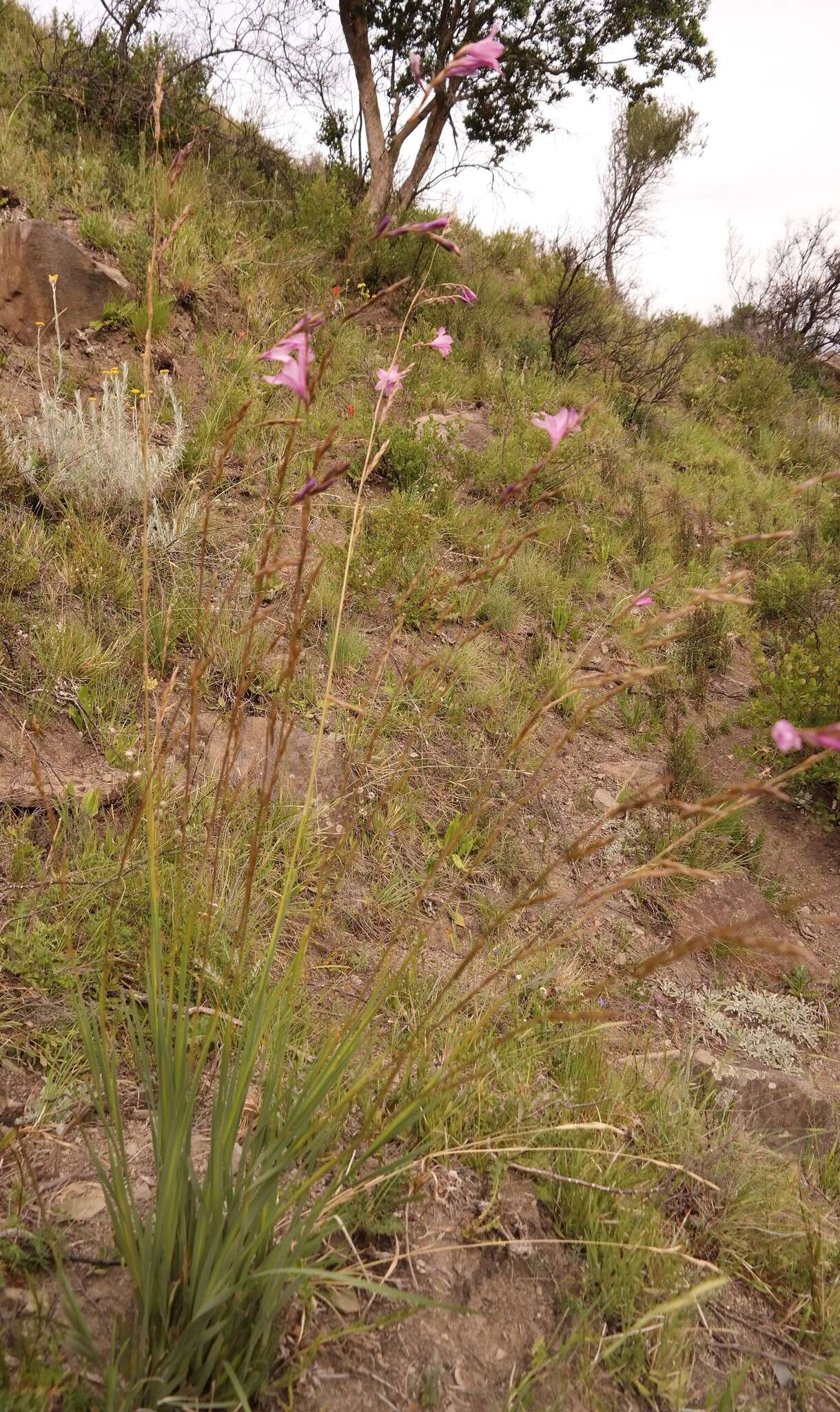 Imagem de Dierama robustum N. E. Br.