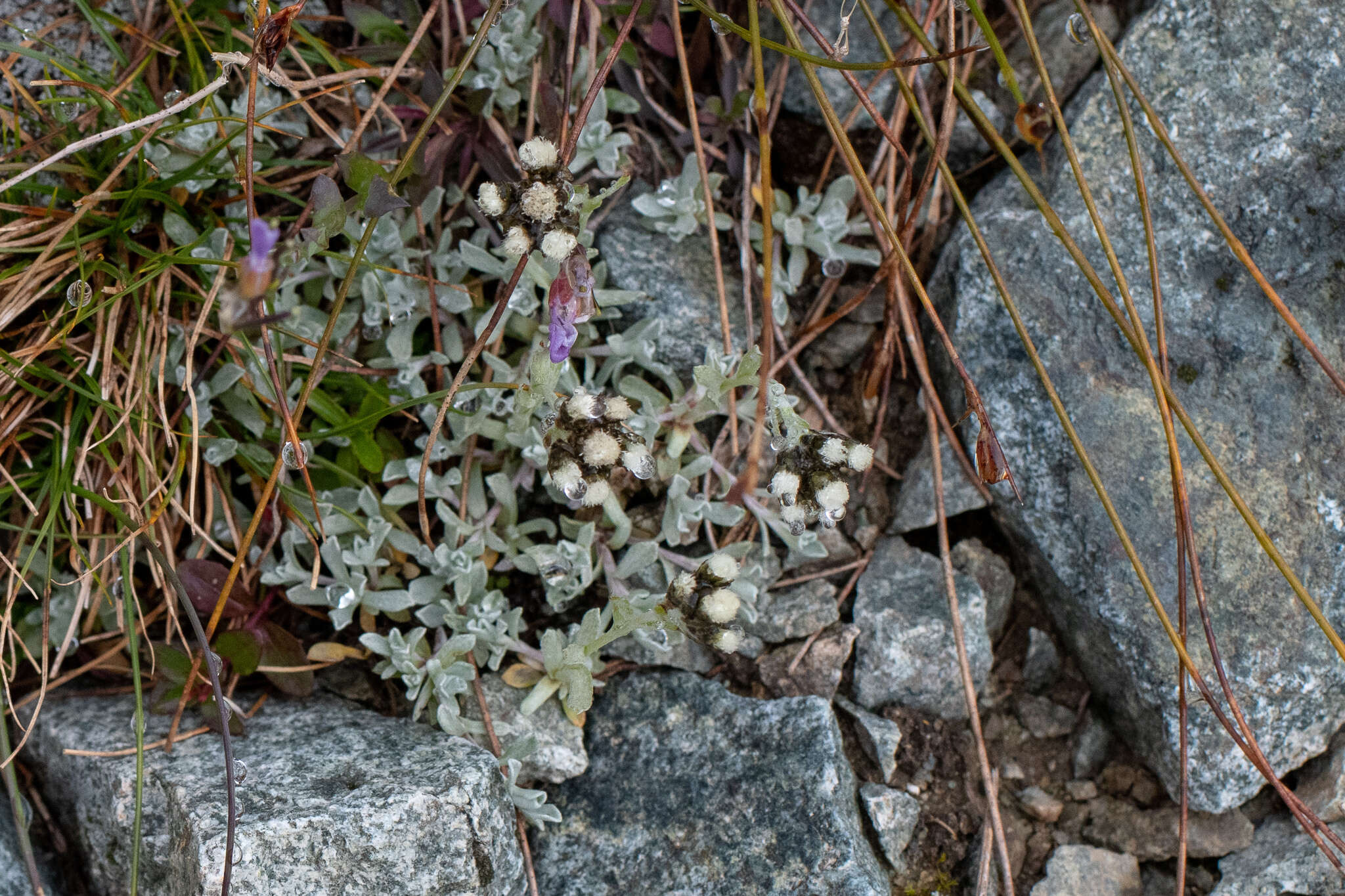 Image of Rocky Mountain pussytoes