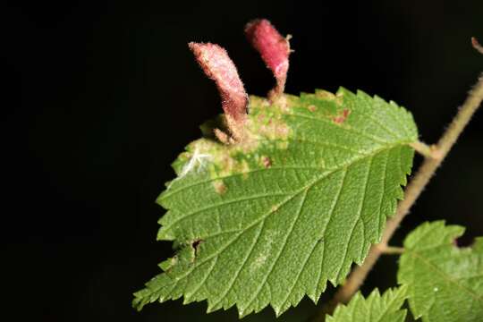 Слика од Tetraneura (Tetraneurella) nigriabdominalis nigriabdominalis