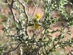 Image of Melolobium candicans (E. Mey.) Eckl. & Zeyh.