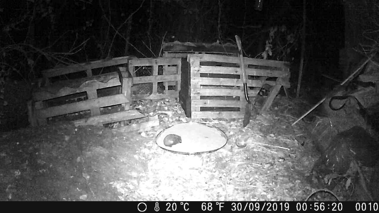 Image of Eastern European Hedgehog