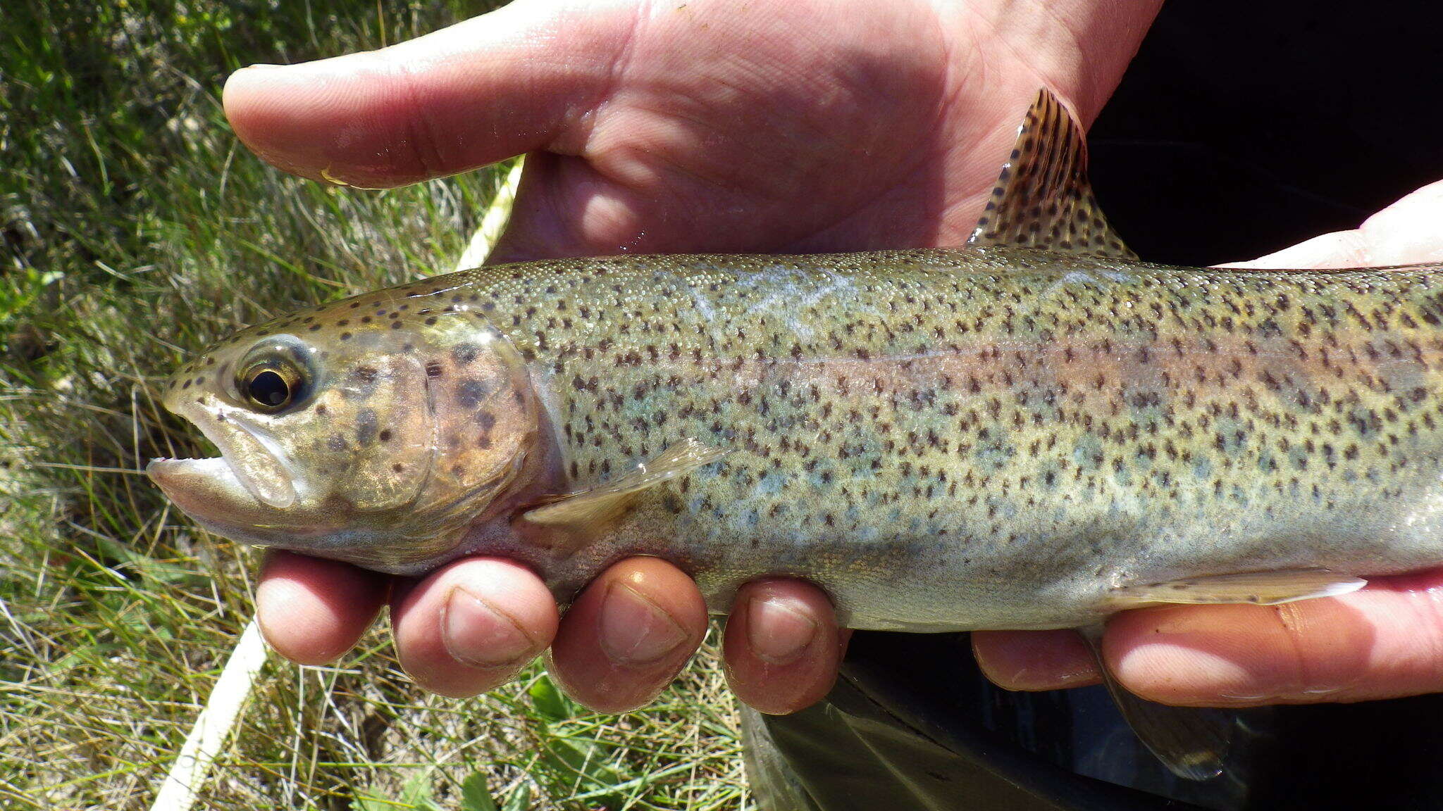 Image of Oncorhynchus mykiss gairdnerii (Richardson 1836)