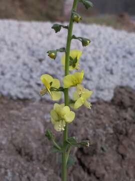 Image of Verbascum coromandelianum (Vahl) Huber-Morath