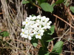 Image of Lithospermum distichum Ortega