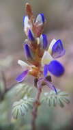 Imagem de Dalea bicolor Willd.