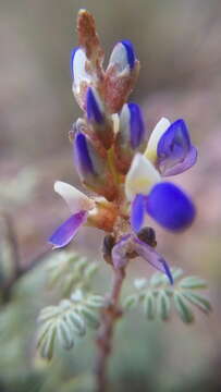 Imagem de Dalea bicolor Willd.