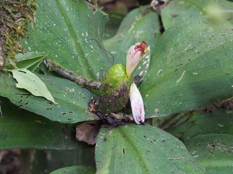 Image of stepladder ginger