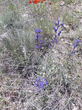 Image of Anchusa leptophylla Roem. & Schult.