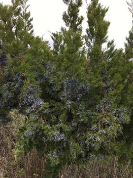 Слика од Juniperus virginiana var. silicicola (Small) E. Murray