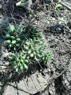 Image of Green-fruit Nipple Cactus