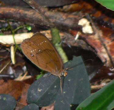 Imagem de Faunis gracilis Butler 1867