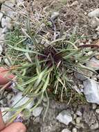 Image of Lackschewitz's fleabane