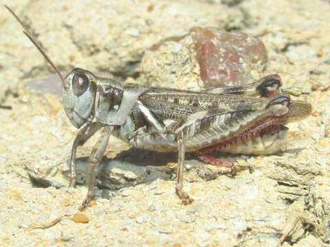 Image of Gladston grasshopper