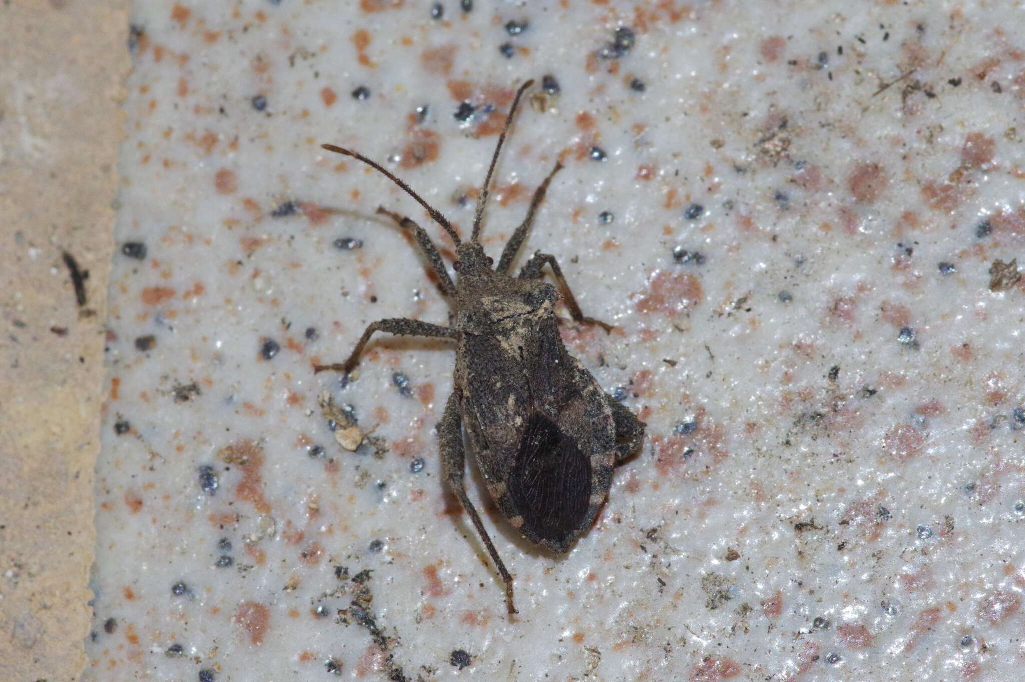 صورة Acanthocoris sordidus (Thunberg 1783)