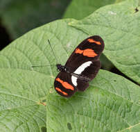 Image of Heliconius telesiphe sotericus Salvin 1871