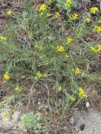 Слика од Ericameria bloomeri (A. Gray) Macbr.