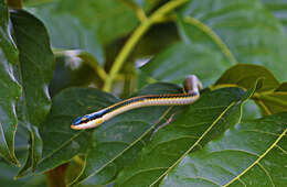 Image of Leptophis mexicanus yucatanensis Oliver 1942